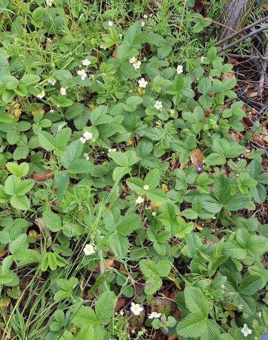 Stoloni fragi de pădure