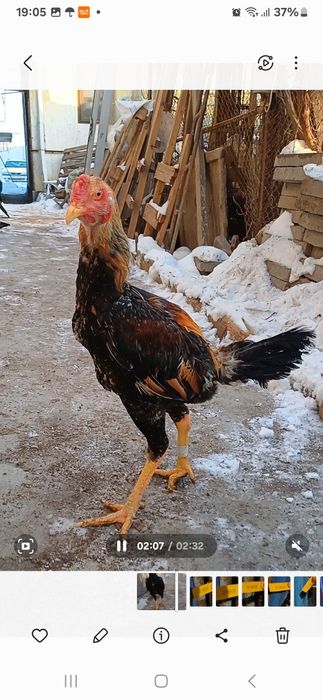 Петуха декана продам