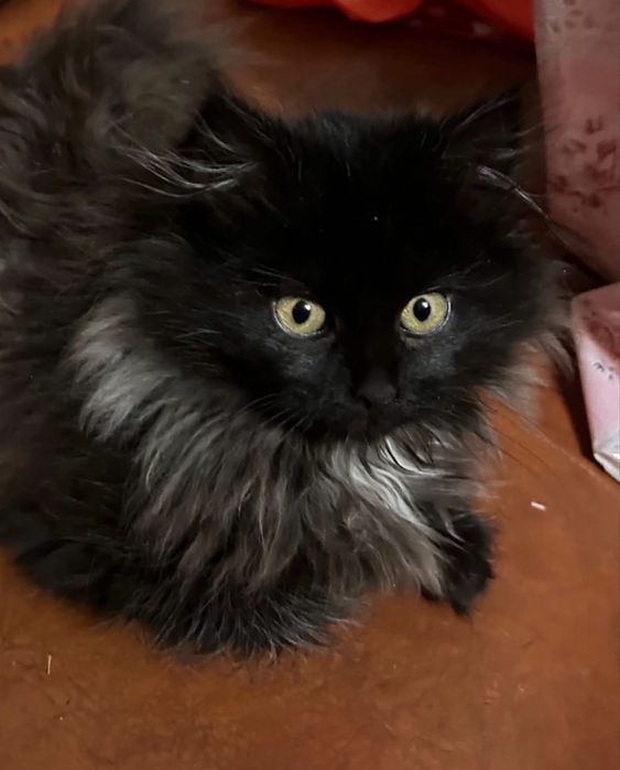 Котенок  девочка 3-4 мес