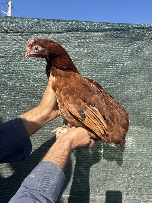 Куры несушки Доминант