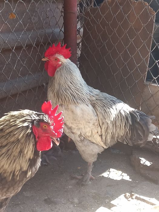 Cocoși marans  2026