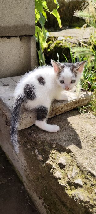ПОДАРЯВАТ СЕ! 4 Мъжки 2 Женски котенца