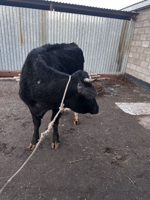 Черно-пестрая чисто кровная