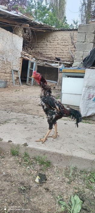 Shamo xuroz sotiladi