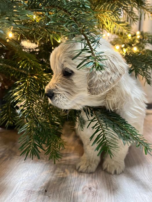 Pui golden retriever