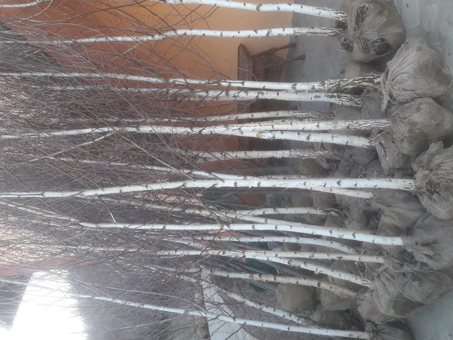 Vindem mesteacăn tei platan stejar frasin plop etc