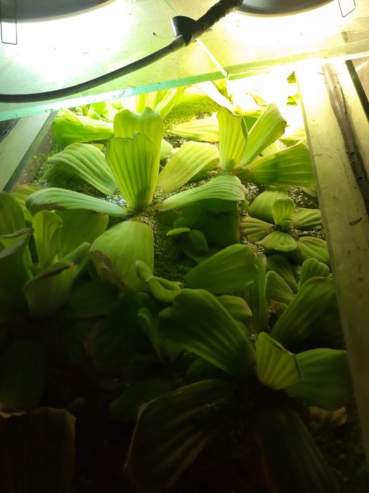 Аквариумные растения