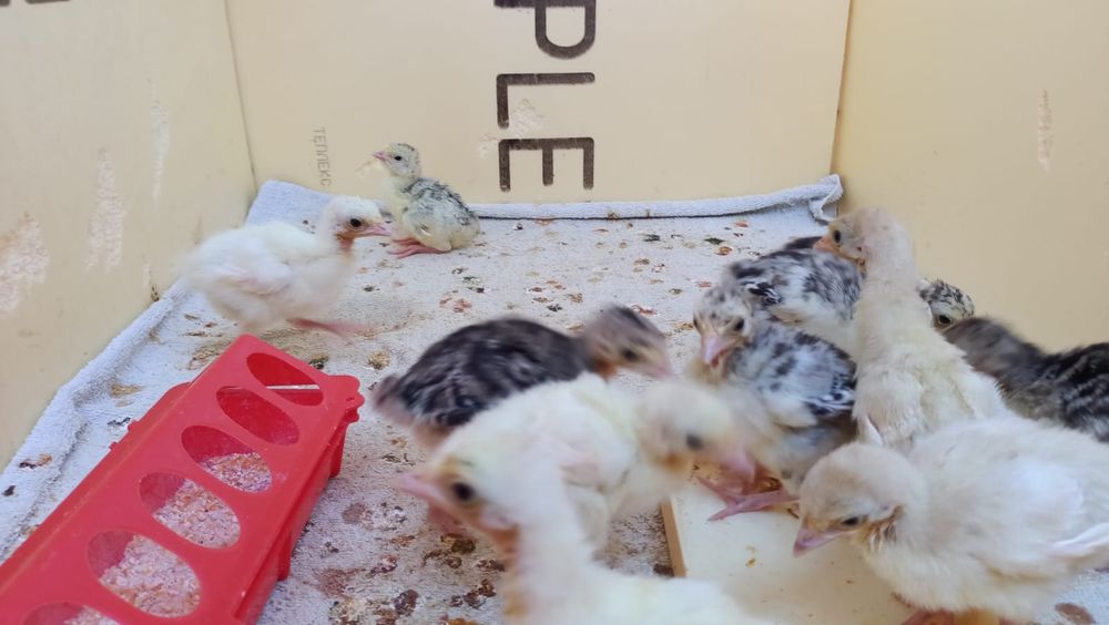 Продам индюшат из под индюшки