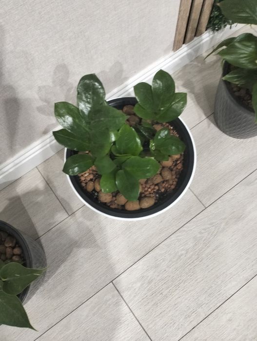 Продам комнатные цветы