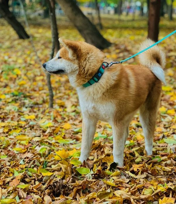 Femelă Akita Inu de 6 luni loială echilibrată iubitoare