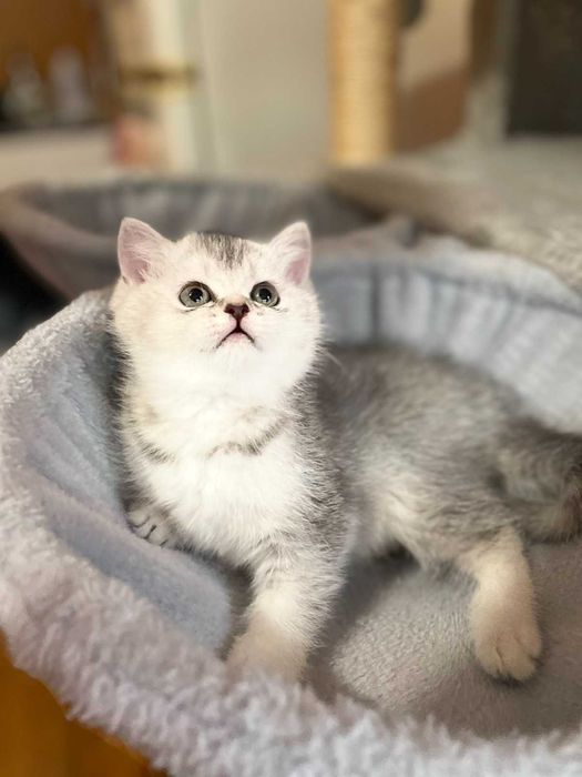 Продавам британски котки