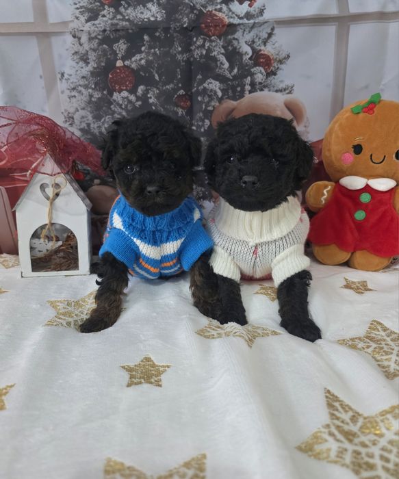 Пудел Мини с документ за произход