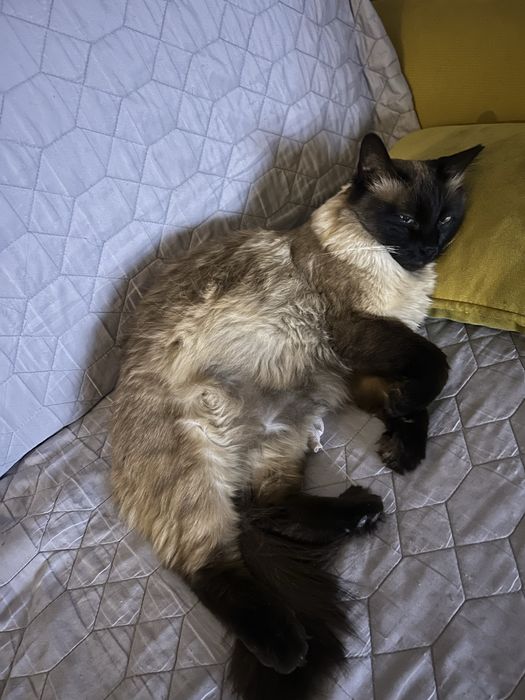 Pisici birmaneze/siameze