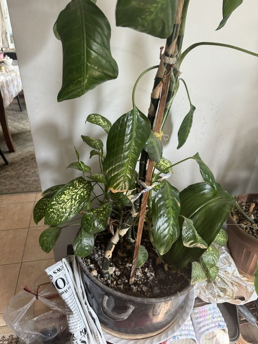 Ростки цветов разные