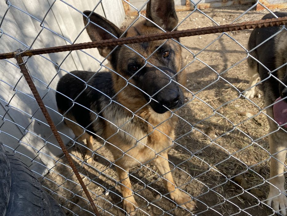 Немецкая овчарка с документами