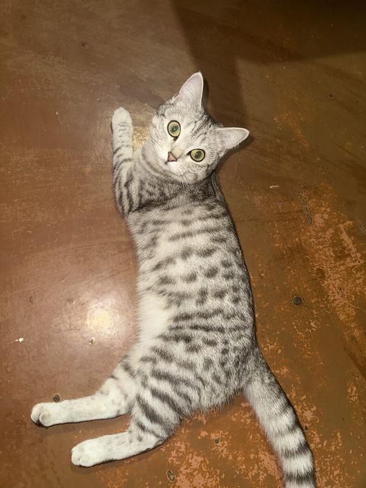 Отдам кота и кошечку