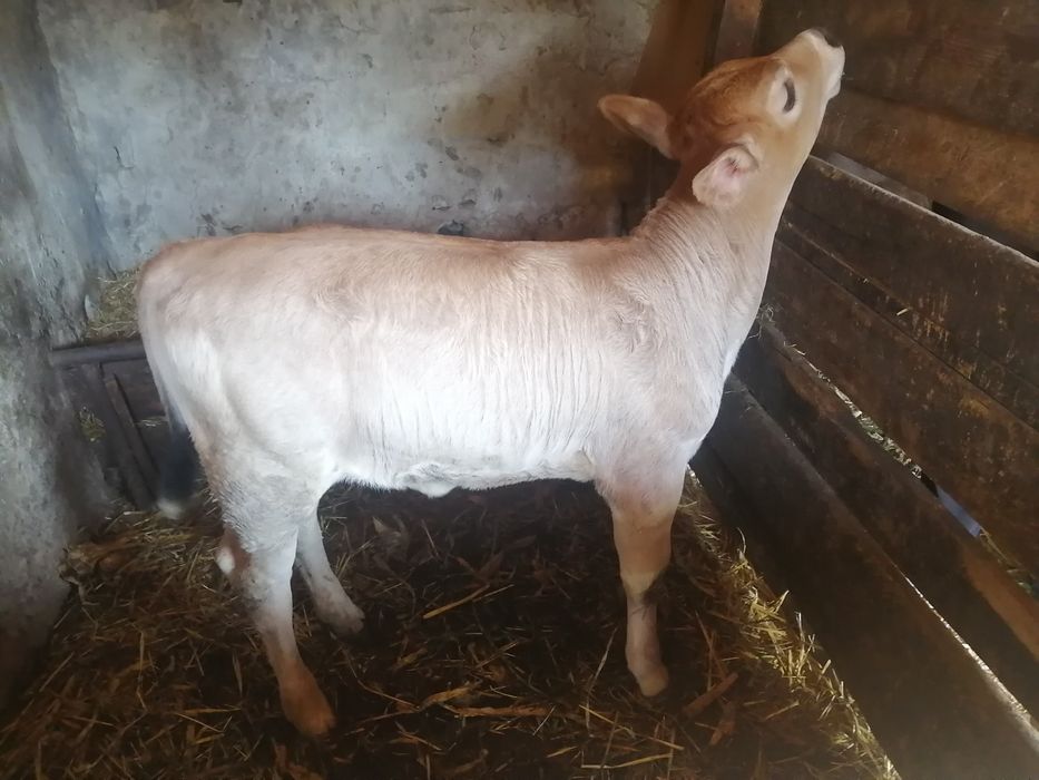 Vițea de vănzare, sănătos, bine îngrijit, crescut în gospodărie