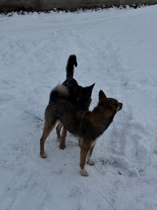 Продам ЗСЛ срочно