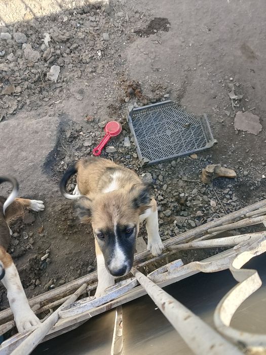 Отдам в хорошие руки щенков