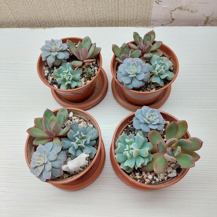 Цветы суккуленты