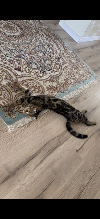 Шотландский вислоухий, бенгальский Кот