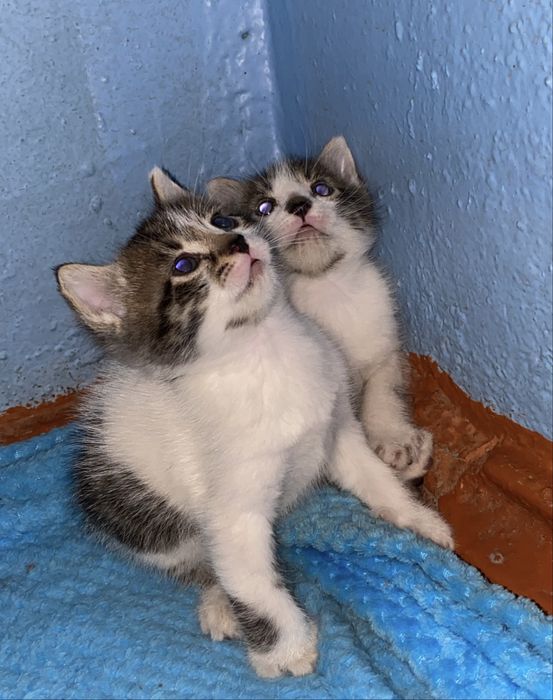 Котята Мальчики