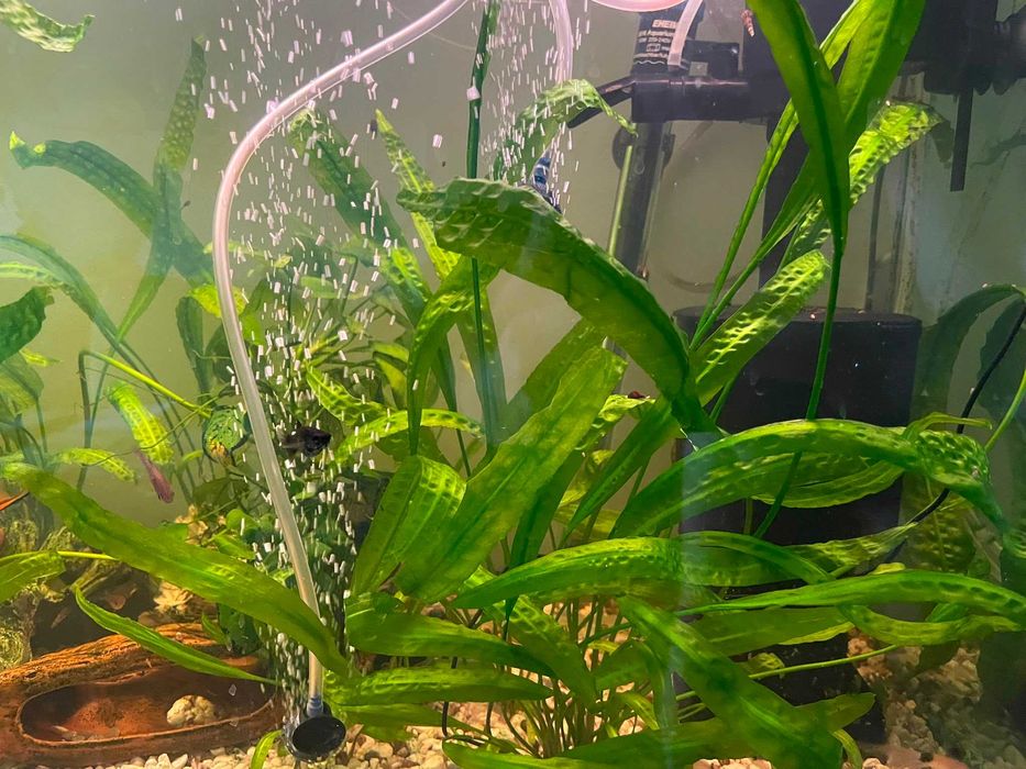 Acvariu de 150 litri complet echipat cu pesti si plante
