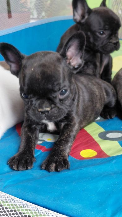 Френски булдог-булдочета