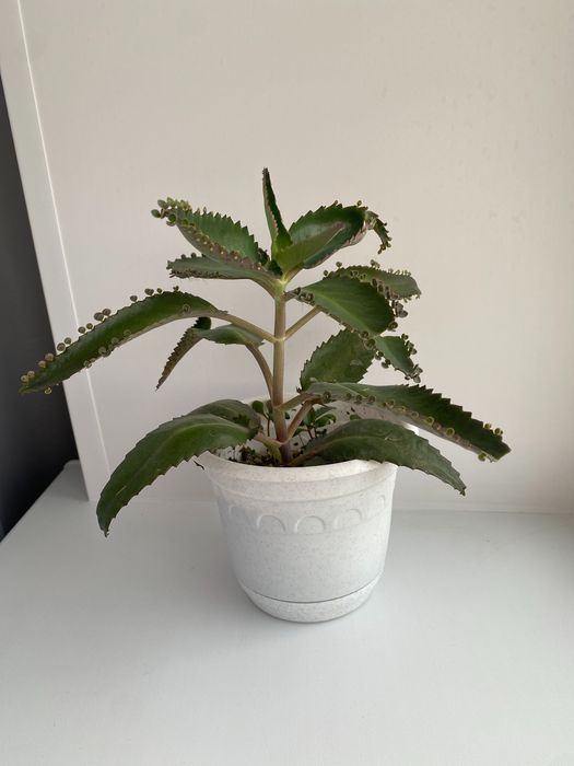 Каланхоэ лечебное 2000