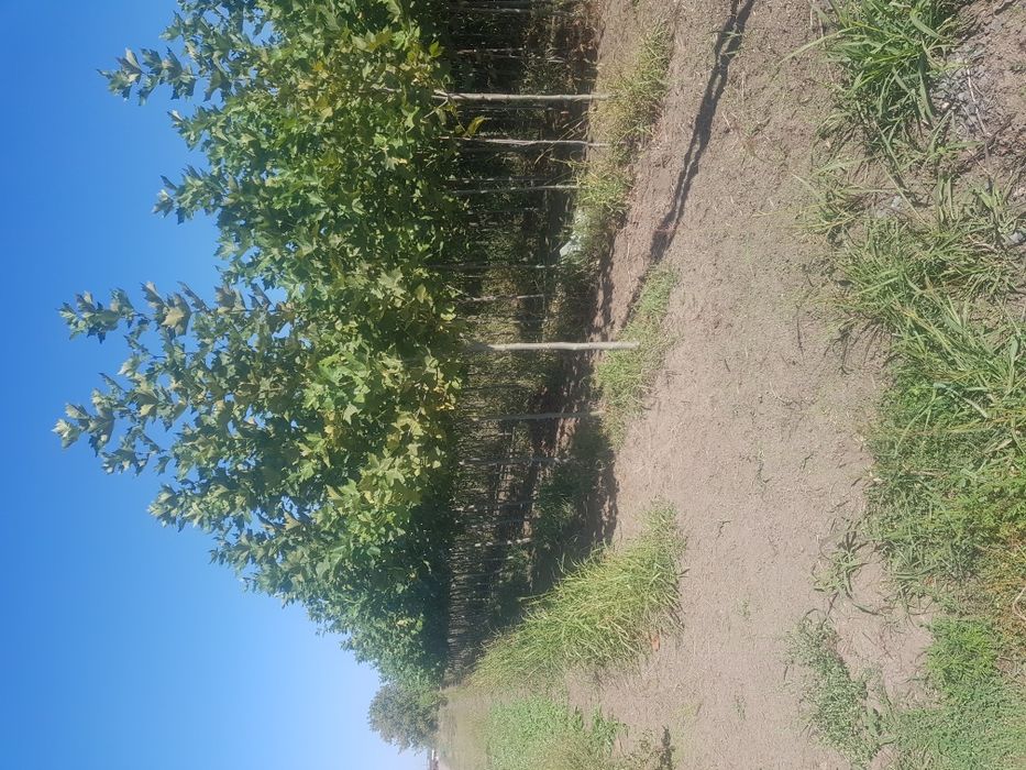 Platan mesteacăn cedru plante