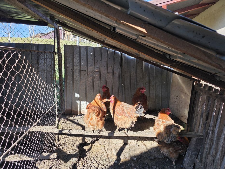 Găini de rasă new hampshire