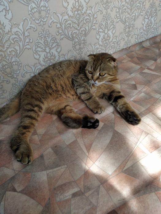 Отдам в хорошие руки кошечку