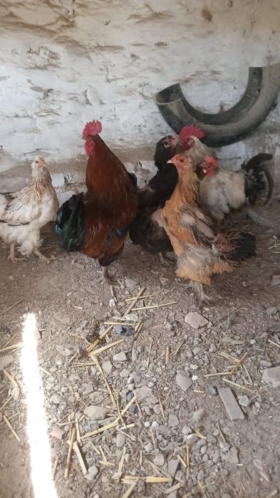 Домашние животные