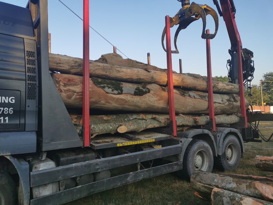 Lemn de FOC esenta tare Fag