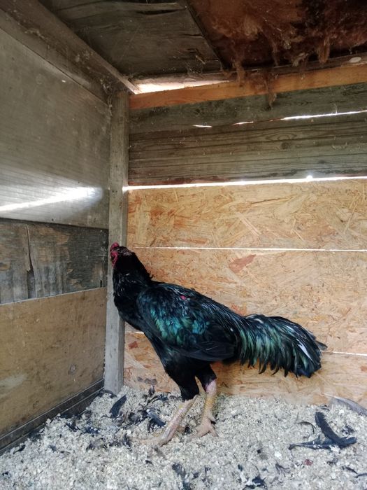 Продам дакан ???