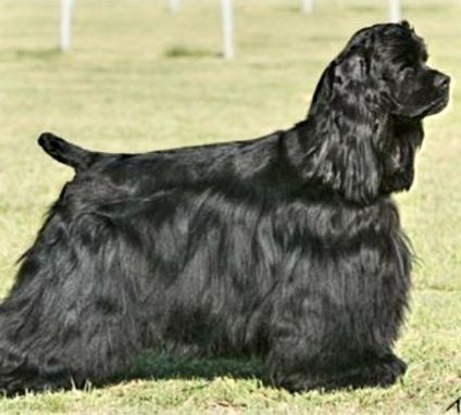 Американский кокер спаниель. Щенки.