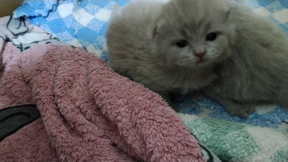 Котята Скоттиш-страйт, чистокровные британские котята, оттенок Лиловый