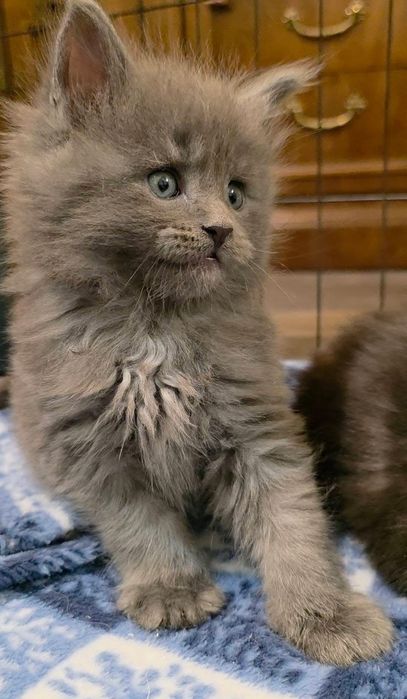 Шикарные котятки Мейнкун