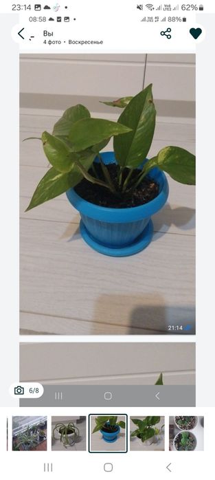 Срочно !!!Продам комнатные цветы.