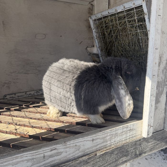 Кролики французский баран