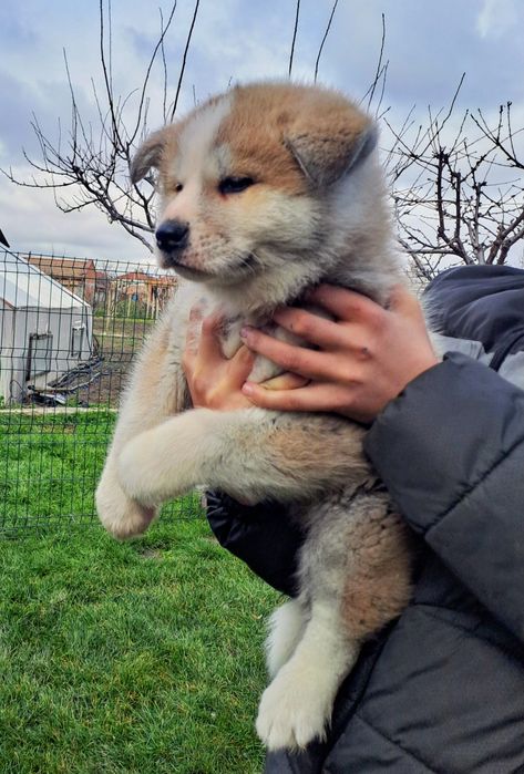 Японска акита ину