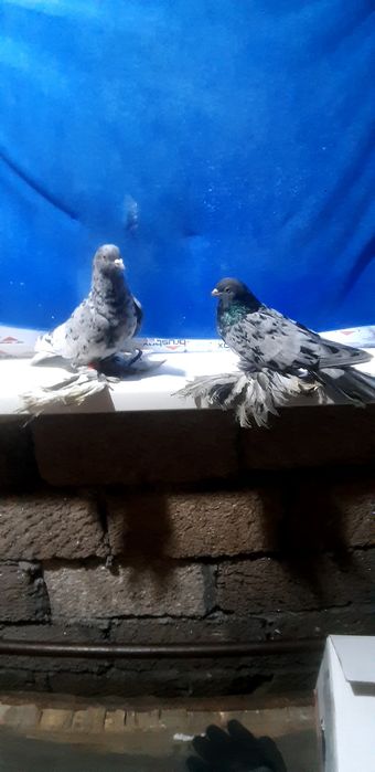 Продаются челкари