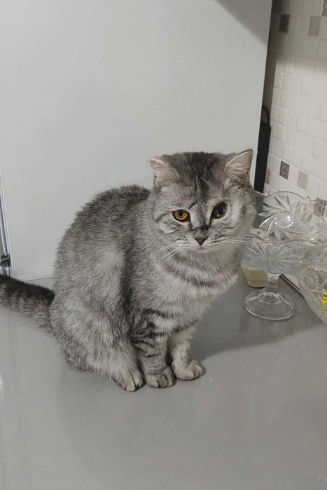 Благородный котик ищет дом