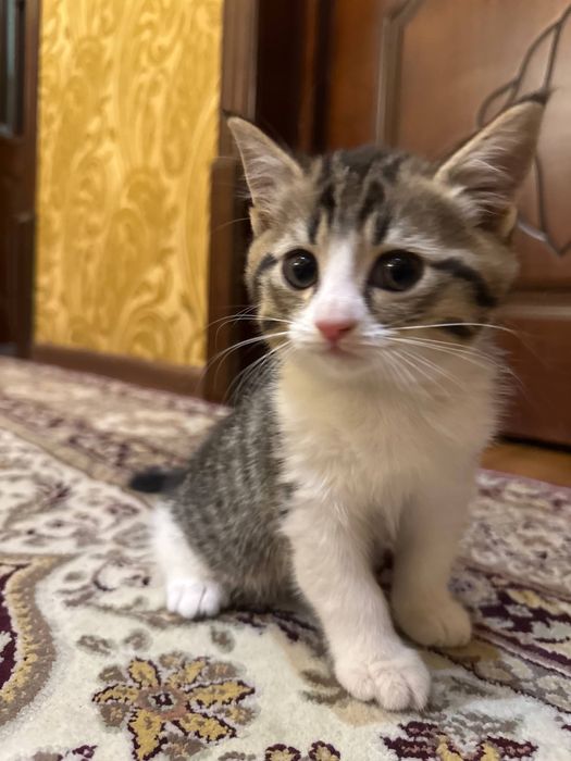 Продаются котята