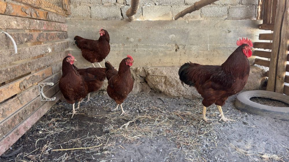 Rod aylend (rhode island red)