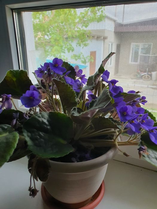 Фиалки большие фиолетовые