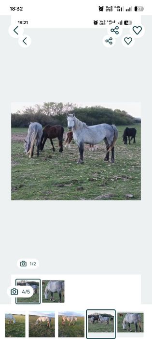 De vânzare 5 cai: Lipițani cu pedigree maestoso gestanta cu appaloosa  metis Frizian × Lipițan și iepe semigrele gestante cu belgian