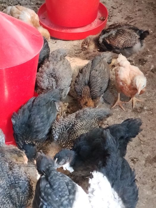 Ярки и пилета пуйчета