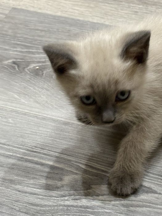 Котята ласковые домашние мальчик и девочка