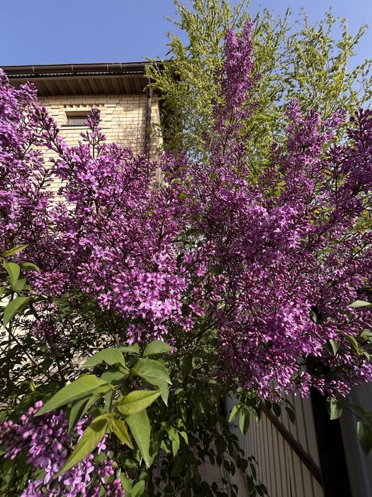 Сирень апрельская